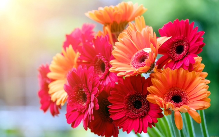 Открытки с днем рождения женщине герберы