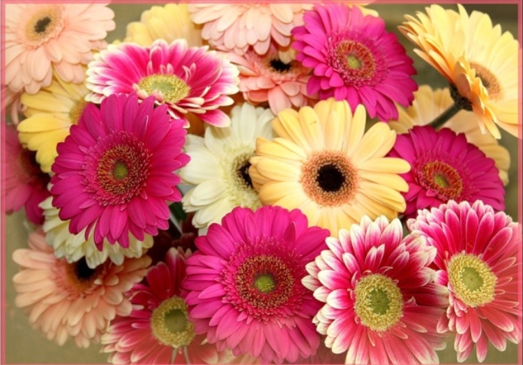 С днём рождения герберы