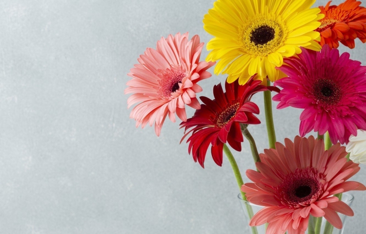 Gerbera Daisy