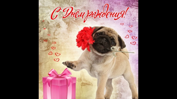 Мопс с днем рождения