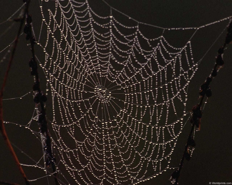 Паутинка из бисера