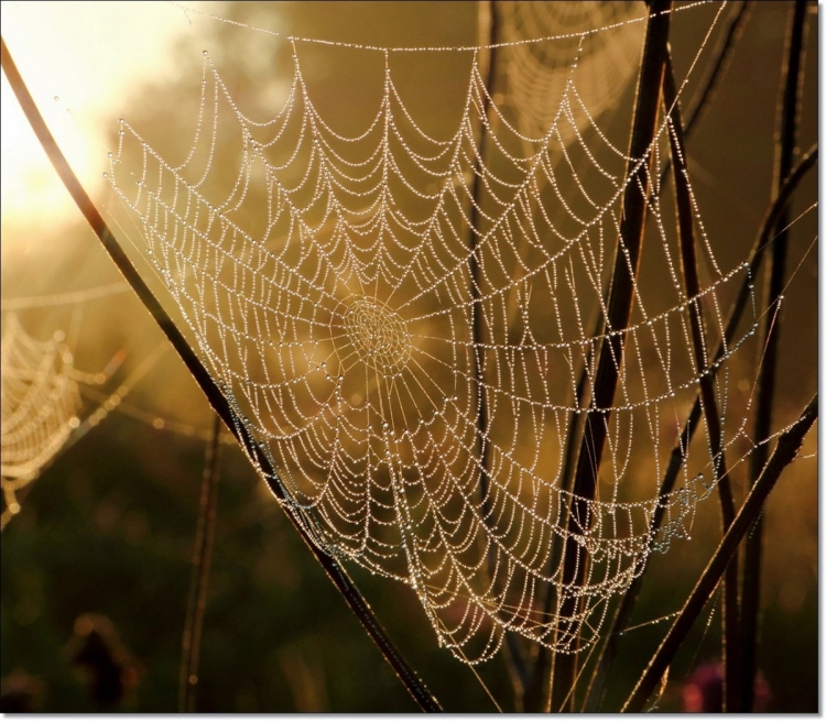 Вермишелька паутина