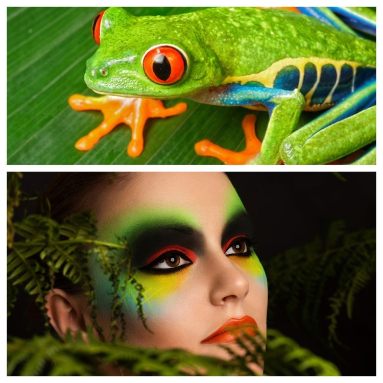 Жаба с макияжем