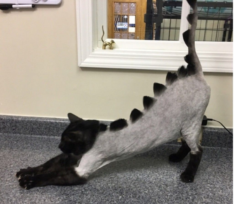 Стрижка кота