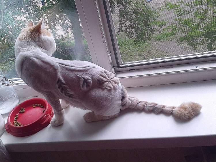 Необычные стрижки кошек