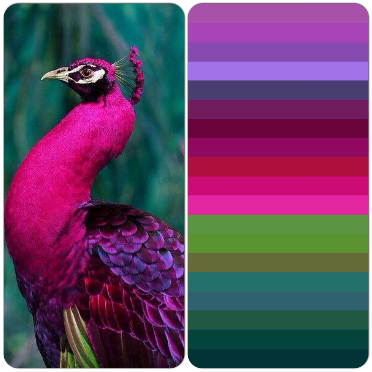 Цвет розовый Павлин