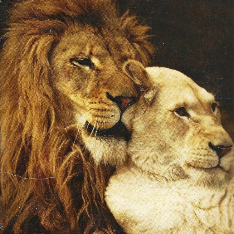 Лев и львица