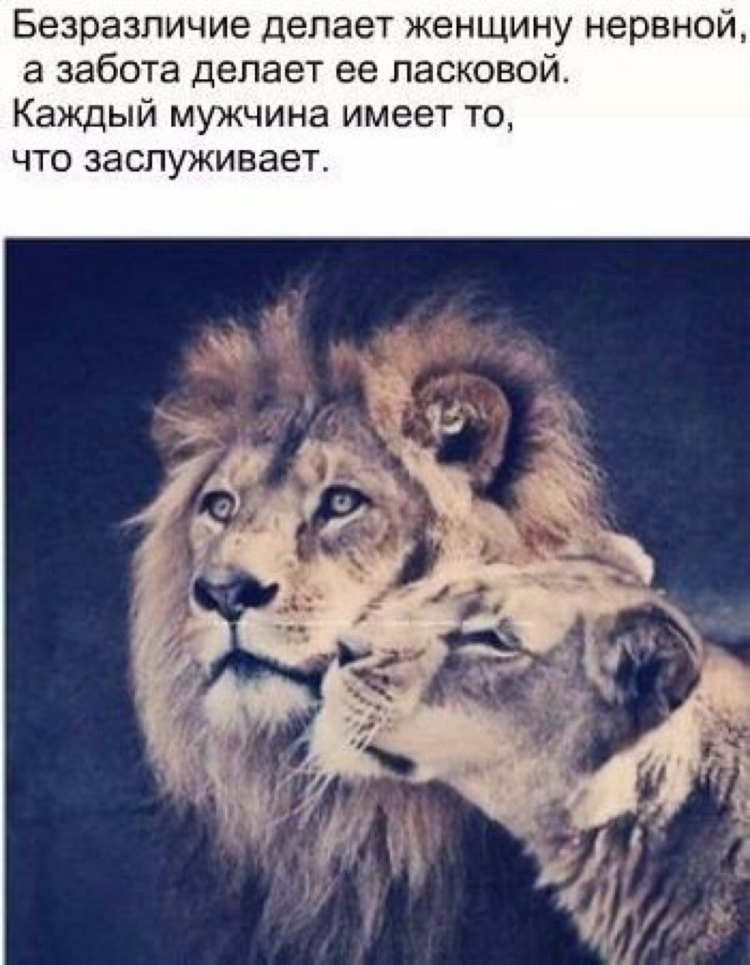 Статусы со львами