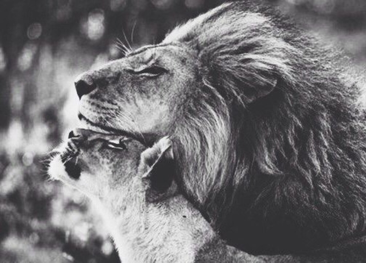 Лев и львица черно белое