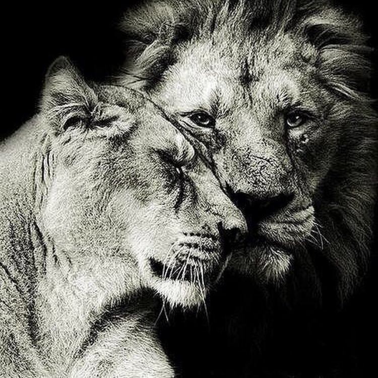 Сердце не выбирает кого попало оно чувствует родное