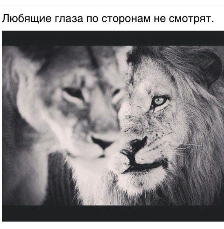 Лев и львица цитаты