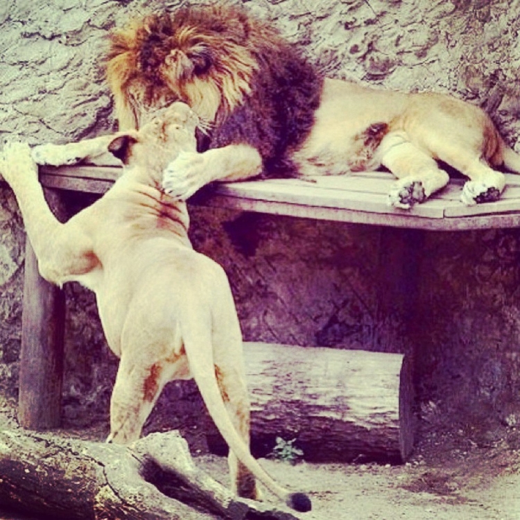 Доброе утро Лев