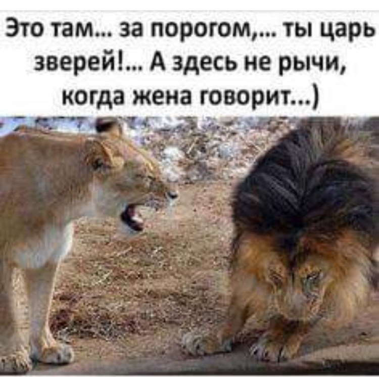 Анекдоты про животных в картинках
