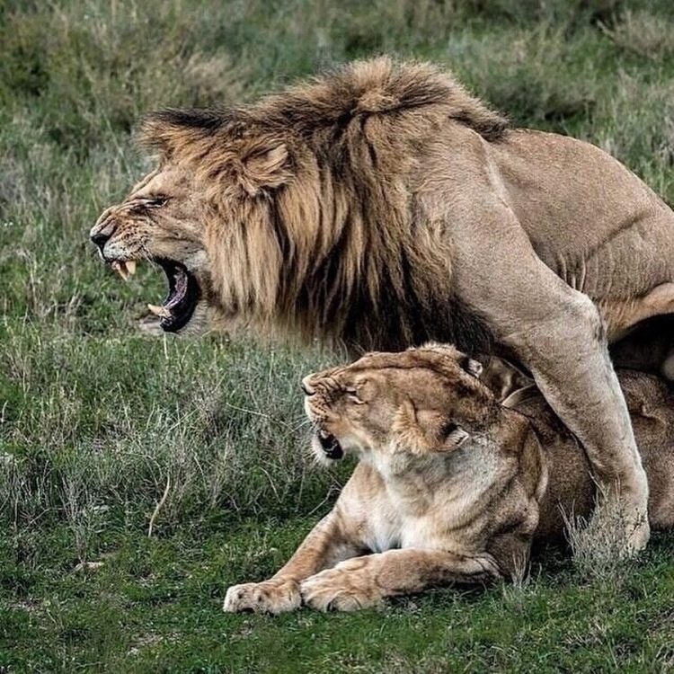 Влюбленный Лев больше не хищник