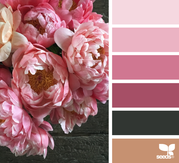 Пионы колор