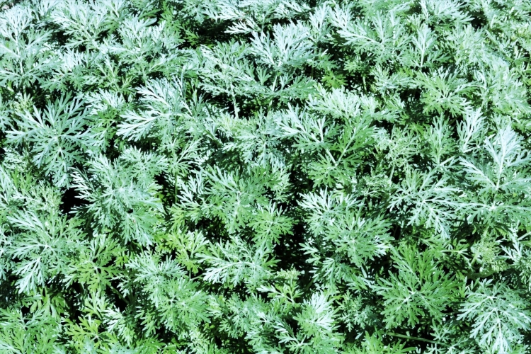 Полынь cuspidata