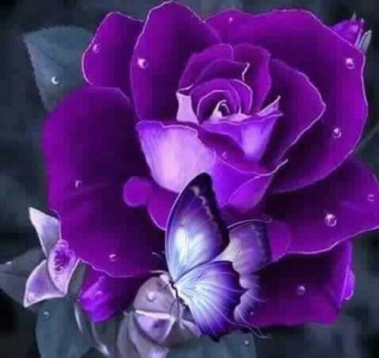 Сиреневые розы в снегу